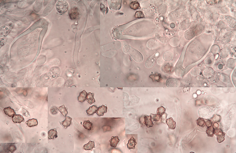 Inocybe nothomixtilis micro